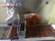 Chocolate cooling tunnel with cobrideira Pir�g